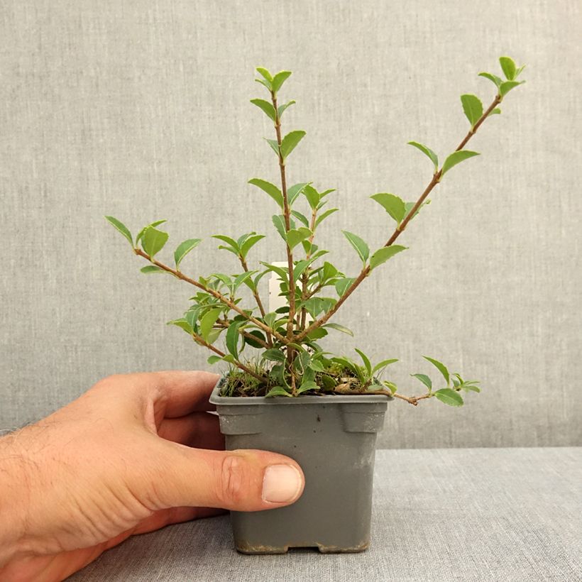 Ejemplar de Osmanthus delavayi Maceta de 8/9 cm entregado en verano