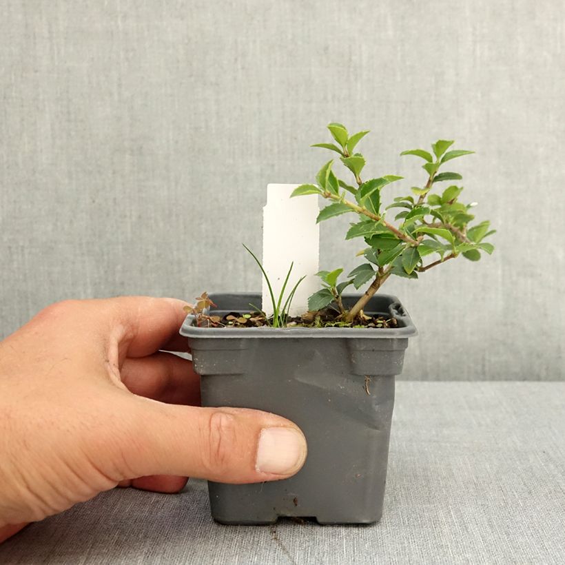 Osmanthus delavayi Maceta de 8/9 cm Ejemplar entregado en la primavera
