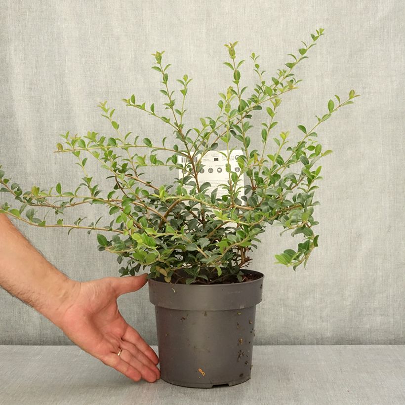 Ejemplar de Osmanthus delavayi Perfume of Nature® Maceta 3L/4L entregado en verano