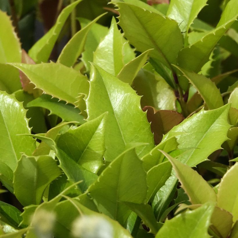 Osmanthus fortunei (Follaje)