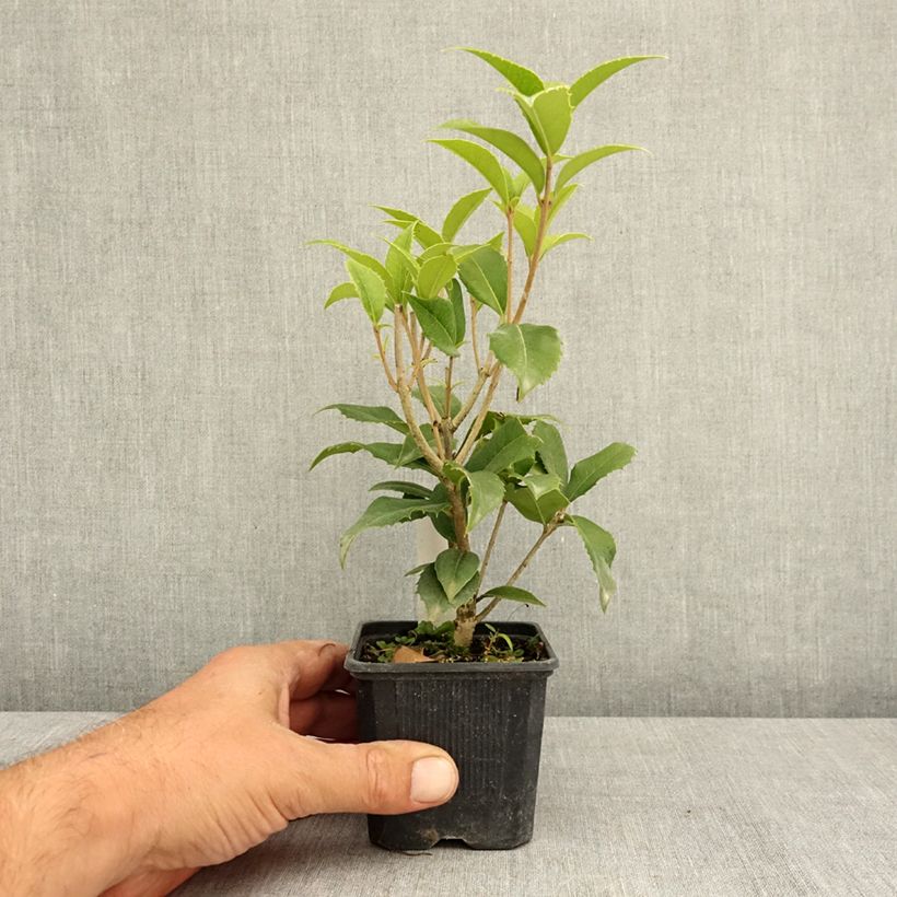 Ejemplar de Osmanthus fortunei Maceta de 8/9 cm entregado en verano