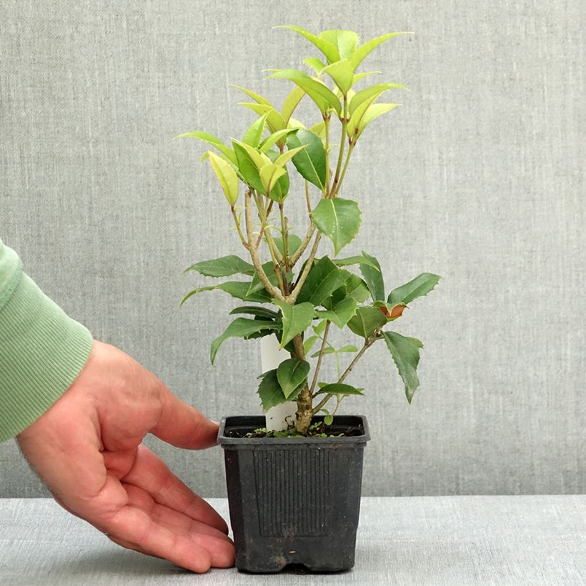 Osmanthus fortunei Maceta de 8/9 cm Ejemplar entregado en la primavera