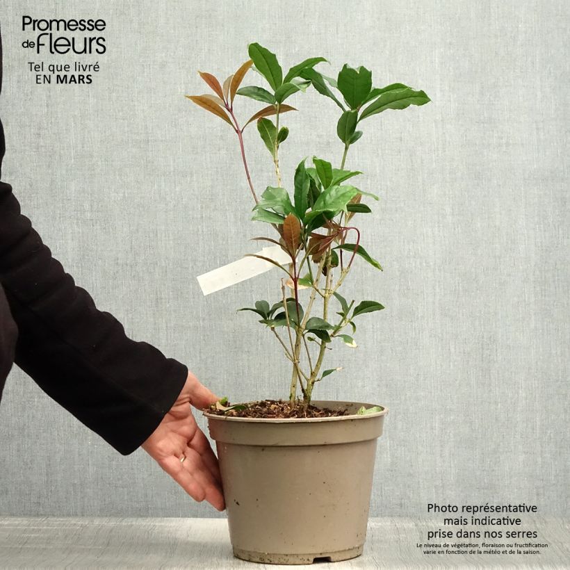 Osmanthus fragrans var. aurantiacus - Olivo fragante Maceta 2L/3L Ejemplar entregado en la primavera