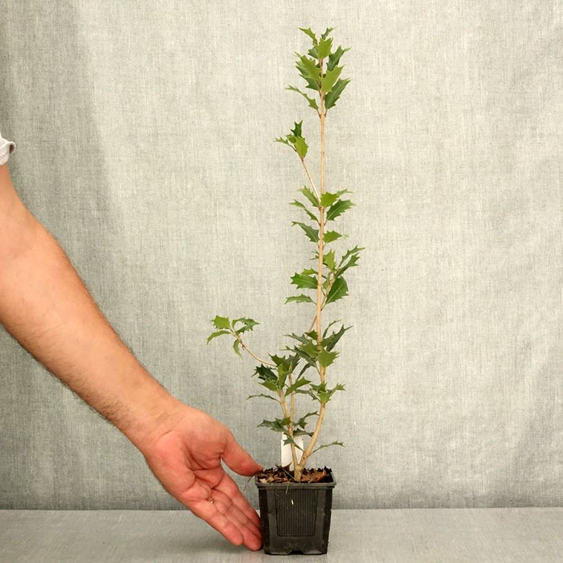 Ejemplar de Osmanthus heterophyllus - Acebo chino Maceta de 8/9 cm entregado en verano