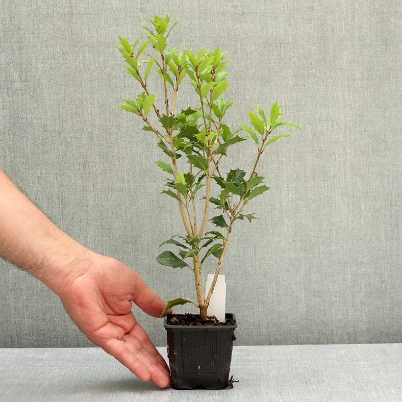 Osmanthus heterophyllus - Acebo chino Maceta de 8/9 cm Ejemplar entregado en la primavera