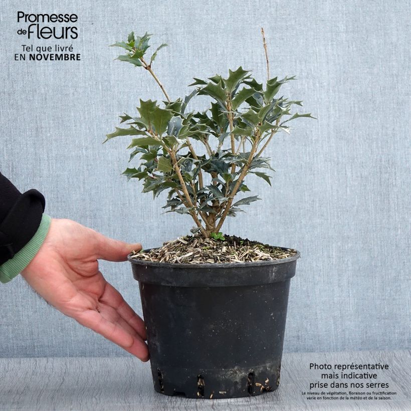 Ejemplar de Osmanthus heterophyllus - Acebo chino Maceta 3L/4L entregado en otoño