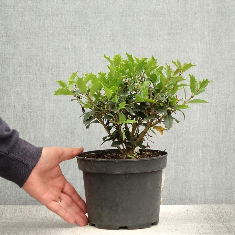 Ejemplar de Osmanthus heterophyllus - Acebo chino Maceta 3L/4L entregado en verano