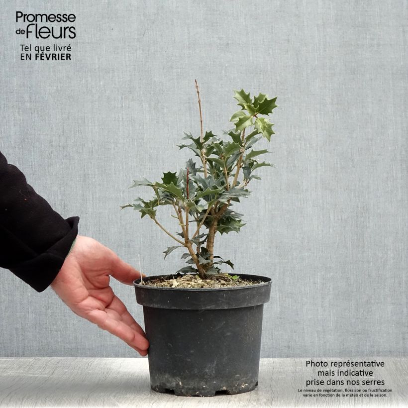 Osmanthus heterophyllus - Acebo chino Maceta 3L/4L Ejemplar entregado en invierno