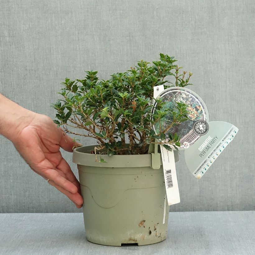 Ejemplar de Osmanthus heterophyllus Perfume Party - Acebo chino Maceta 3L/4L entregado en verano