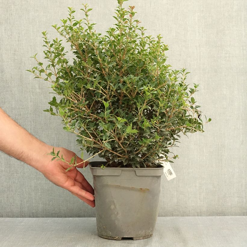 Ejemplar de Osmanthus heterophyllus Perfumed Princess - Acebo chino Maceta 4L/5L entregado en verano