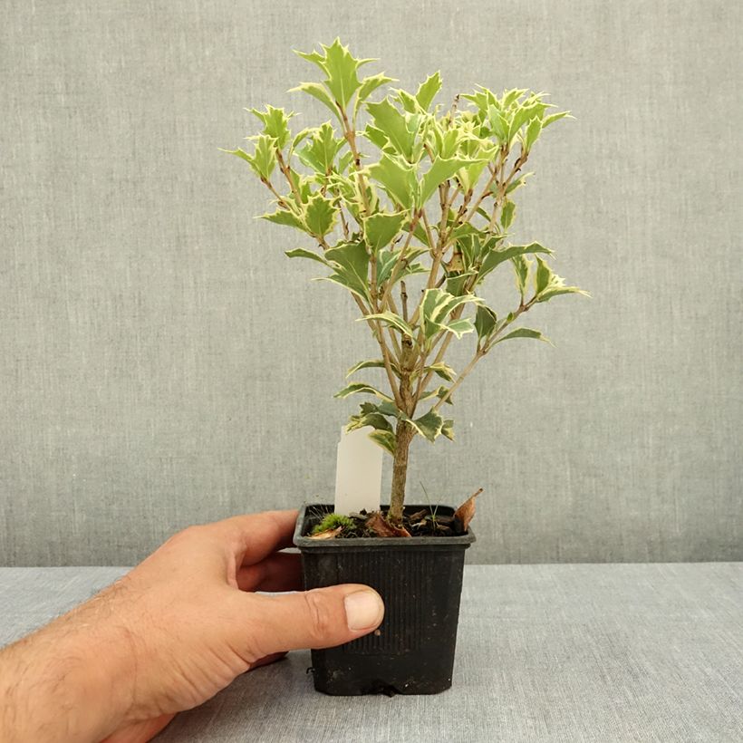 Ejemplar de Osmanthus heterophyllus Variegatus - Acebo chino Maceta de 8/9 cm entregado en verano