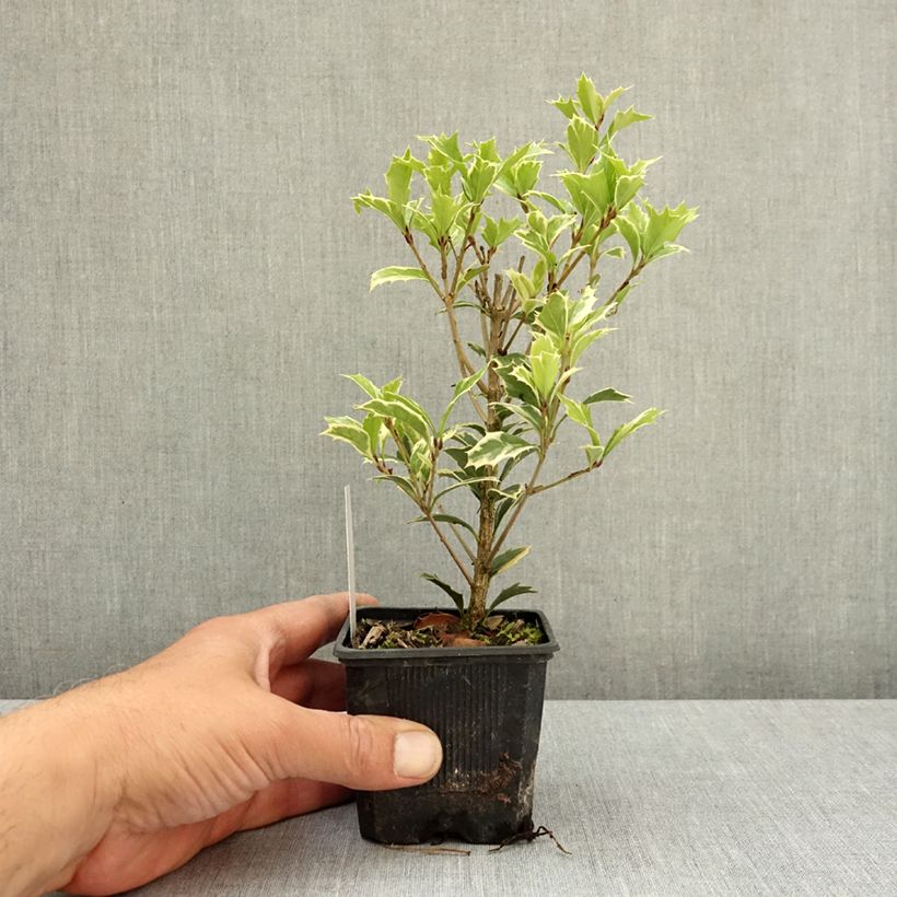 Osmanthus heterophyllus Variegatus - Acebo chino Maceta de 8/9 cm Ejemplar entregado en la primavera