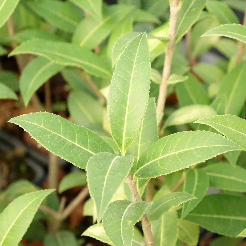 Osmanthus serrulatus (Follaje)