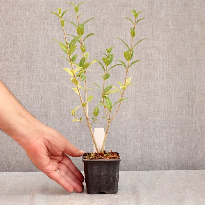 Ejemplar de Osmanthus serrulatus Maceta de 8/9 cm entregado en verano