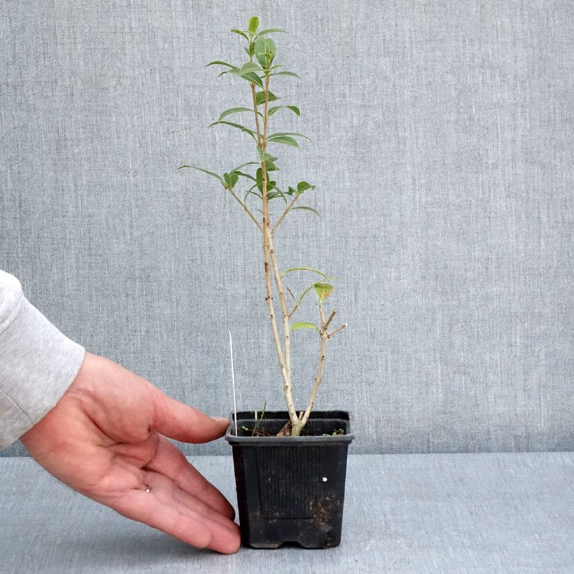 Osmanthus serrulatus Maceta de 8/9 cm Ejemplar entregado en la primavera