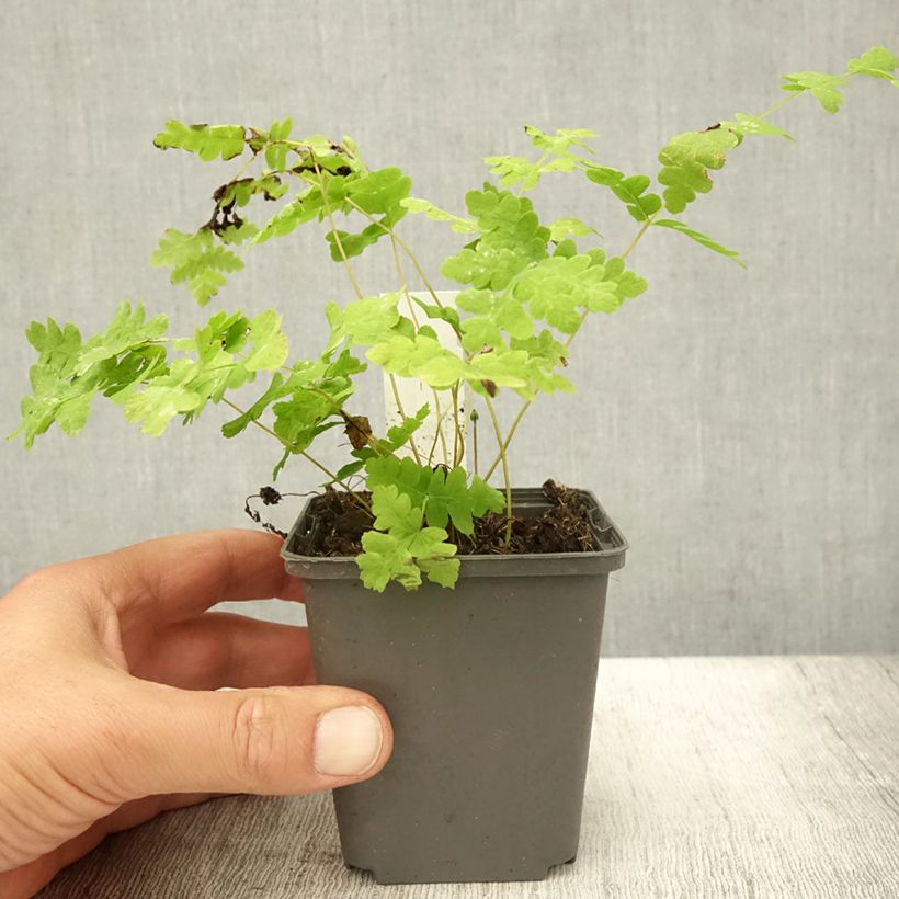 Ejemplar de Osmunda claytoniana - Helecho Maceta de 8/9 cm entregado en verano