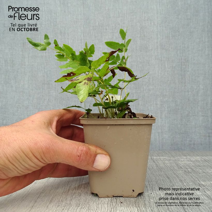 Ejemplar de Osmunda regalis - Helecho real Maceta de 8/9 cm entregado en otoño