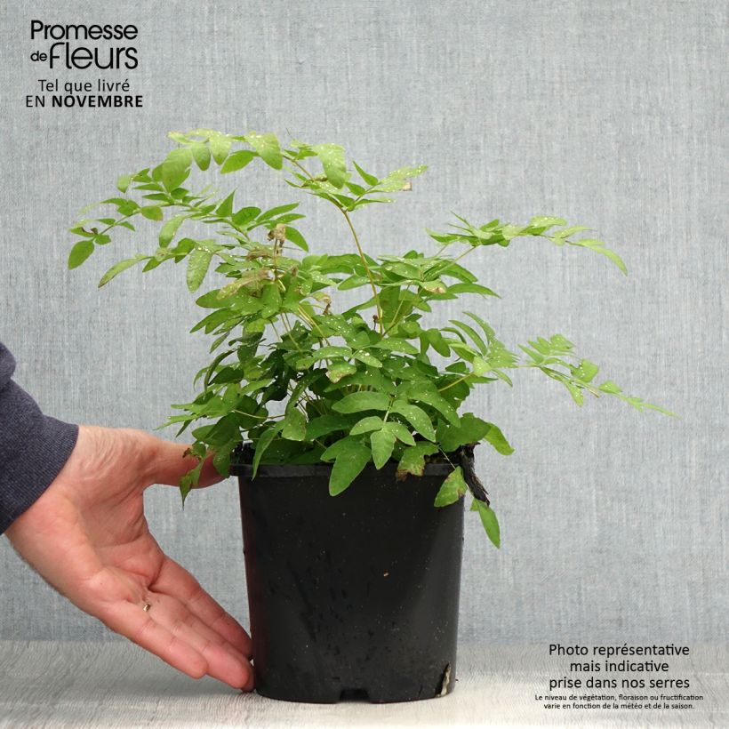 Ejemplar de Osmunda regalis - Helecho real Maceta 2L/3L entregado en otoño