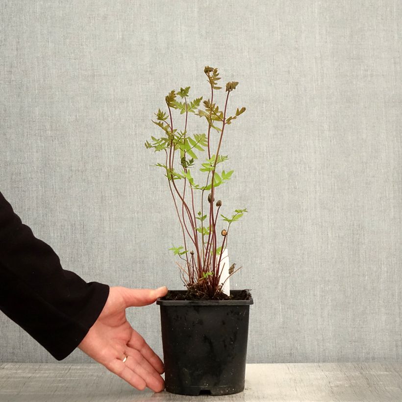 Osmunda regalis Purpurascens - Helecho real Maceta 2L/3L Ejemplar entregado en la primavera