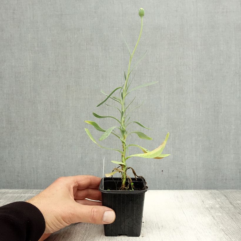 Ejemplar de Azulín - Othonna cheirifolia Maceta de 8/9 cm entregado en otoño