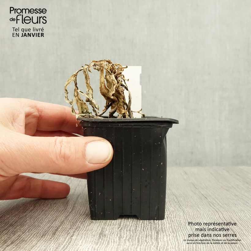 Azulín - Othonna cheirifolia Maceta de 8/9 cm Ejemplar entregado en invierno