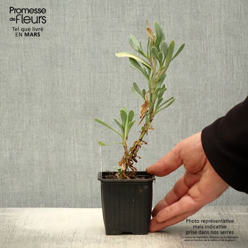 Azulín - Othonna cheirifolia Maceta de 8/9 cm Ejemplar entregado en la primavera