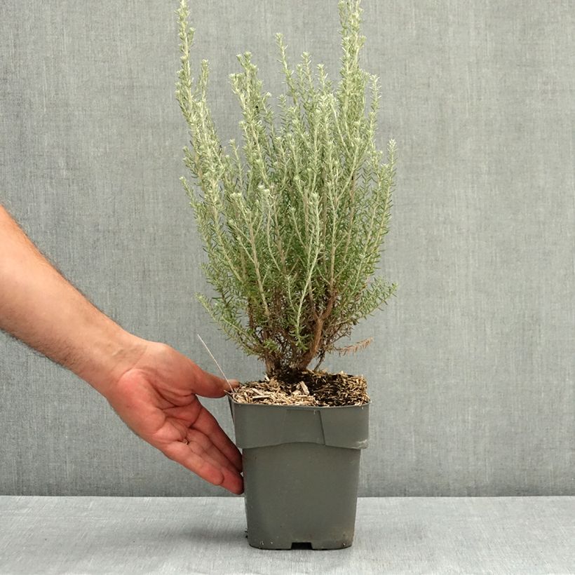 Ejemplar de Ozothamnus rosmarinifolius Silver Jubilee Maceta 2L/3L entregado en verano