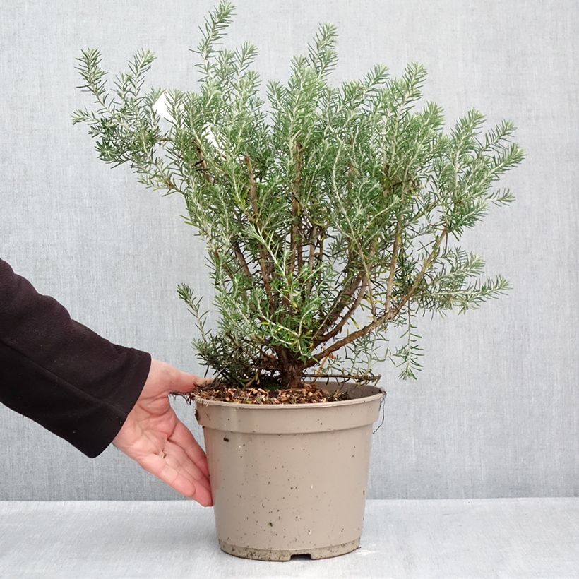 Ejemplar de Ozothamnus rosmarinifolius Silver Jubilee Maceta 4L/5L entregado en otoño