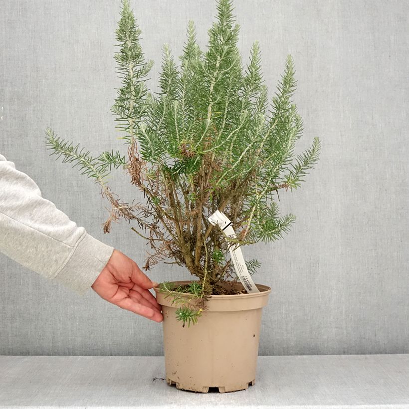 Ejemplar de Ozothamnus rosmarinifolius Silver Jubilee Maceta 4L/5L entregado en verano