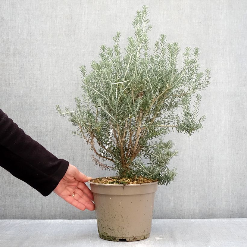 Ozothamnus rosmarinifolius Silver Jubilee Maceta 4L/5L Ejemplar entregado en invierno
