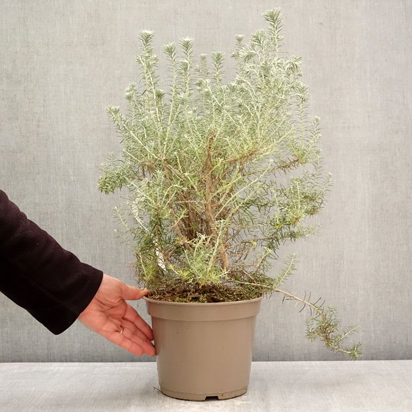 Ozothamnus rosmarinifolius Silver Jubilee Maceta 4L/5L Ejemplar entregado en la primavera