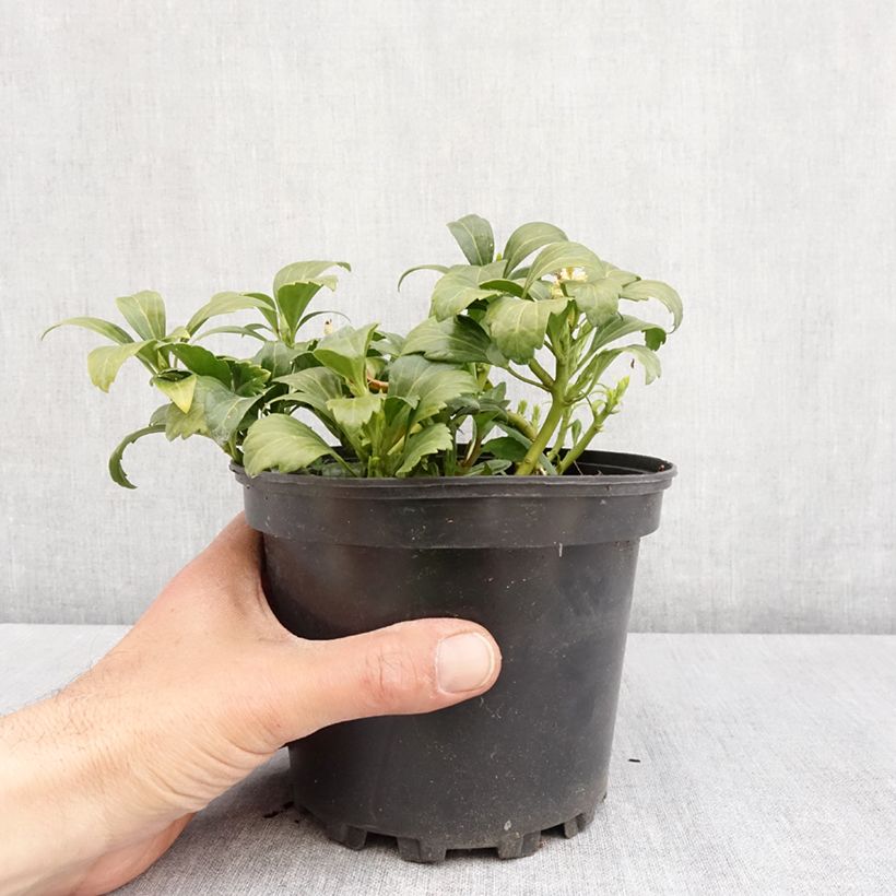 Pachysandra terminalis Green Carpet - Diamante Maceta 2L/3L Ejemplar entregado en la primavera