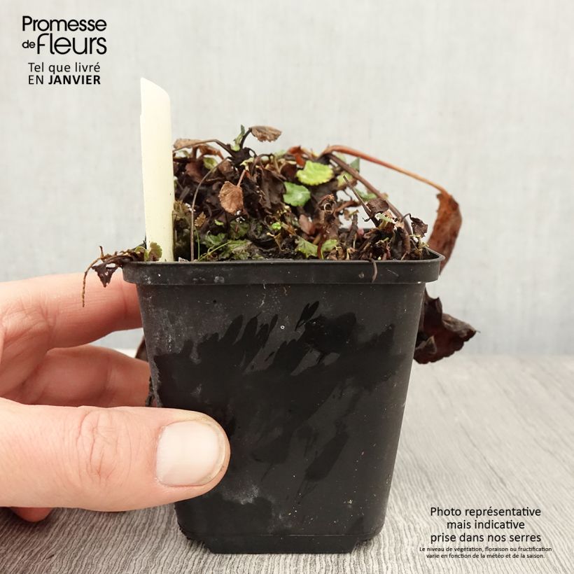 Packera aurea Maceta de 8/9 cm Ejemplar entregado en invierno