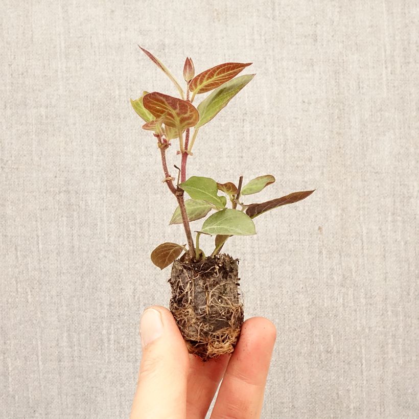 Planta de queso - Paederia lanuginosa minicepellón: Ø 3/4 cm Ejemplar entregado en la primavera