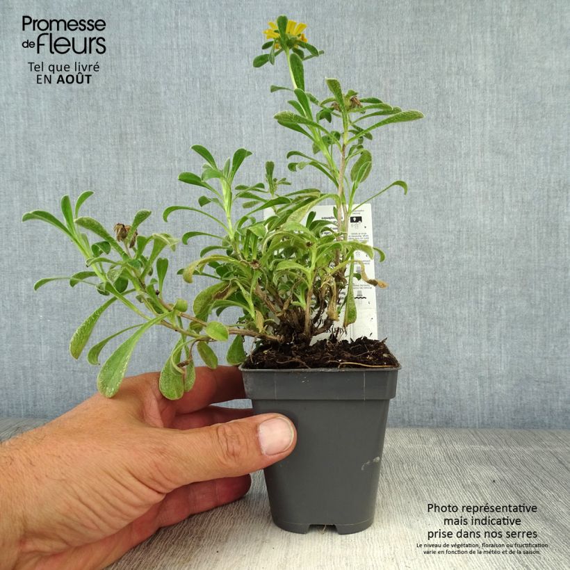 Ejemplar de Pallenis maritima Aurelia Gold Maceta de 8/9 cm entregado en verano