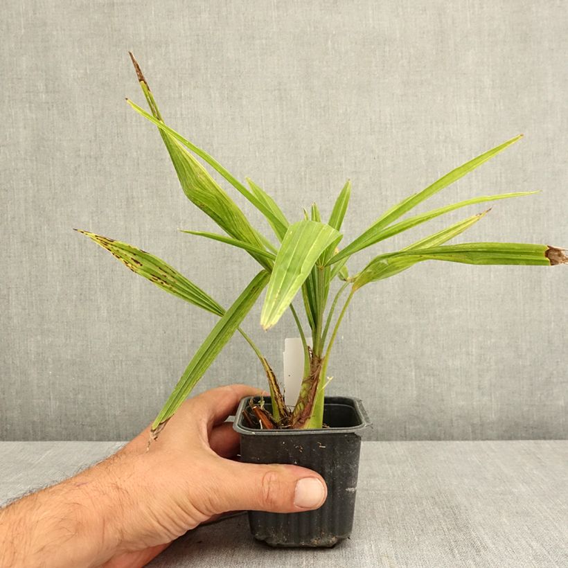 Ejemplar de Palmito elevado - Trachycarpus fortunei Maceta de 8/9 cm entregado en verano