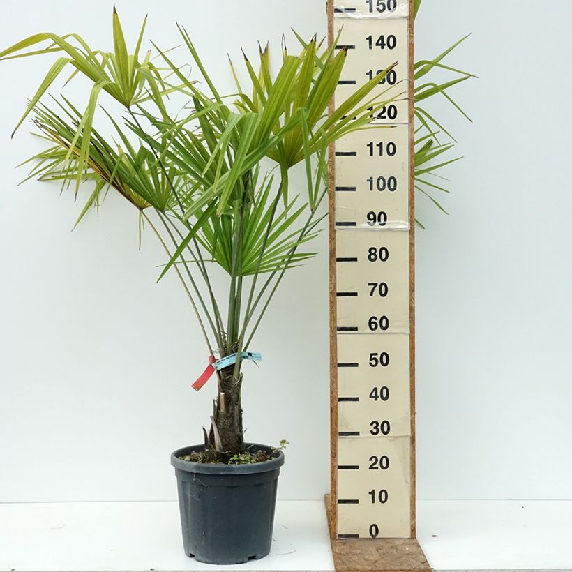 Ejemplar de Palmito elevado - Trachycarpus fortunei Maceta 18L/20L entregado en verano