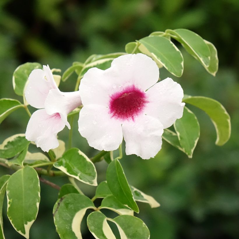 Pandorea jasminoïdes Variegata (Floración)