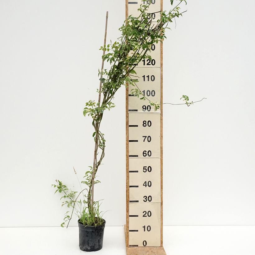 Ejemplar de Pandorea jasminoïdes Variegata Maceta 3L/4L entregado en verano