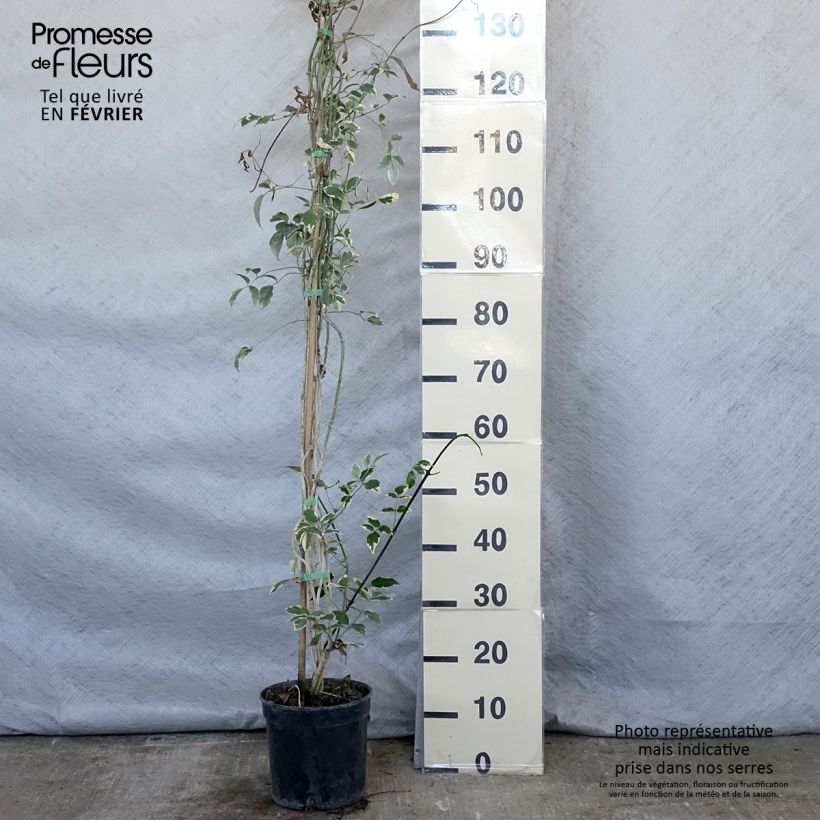 Pandorea jasminoïdes Variegata Maceta 3L/4L Ejemplar entregado en invierno