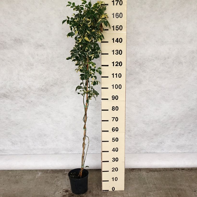 Pandorea jasminoïdes Variegata Maceta 3L/4L Ejemplar entregado en la primavera