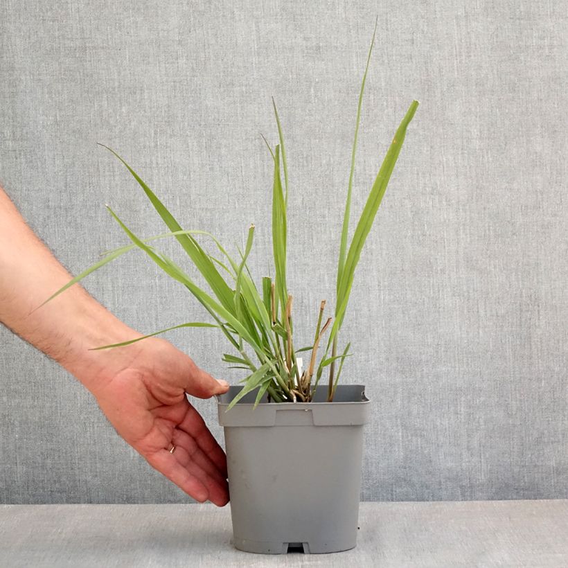 Panicum virgatum Dallas Blues Maceta 2L/3L Ejemplar entregado en la primavera