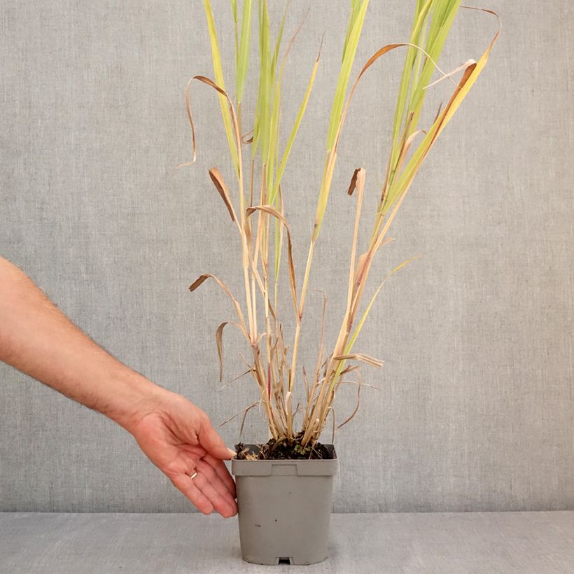 Ejemplar de Panicum virgatum Dallas Blues Maceta 2L/3L entregado en verano