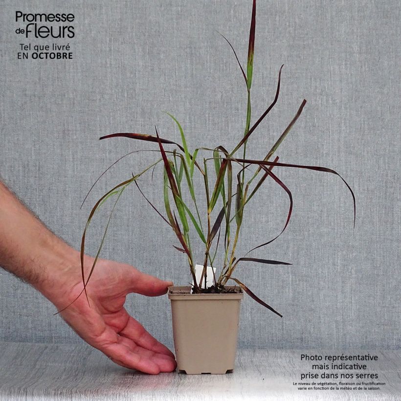 Ejemplar de Panicum virgatum Kulsenmoor Maceta de 8/9 cm entregado en otoño