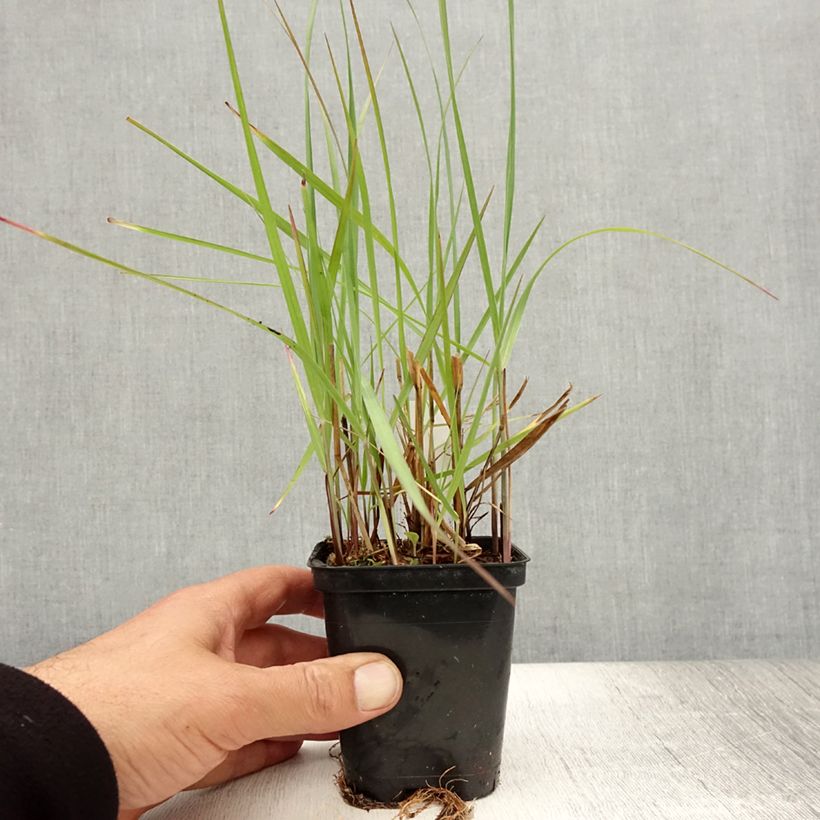 Ejemplar de Panicum virgatum Northwind Maceta de 8/9 cm entregado en verano