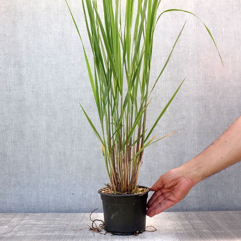 Ejemplar de Panicum virgatum Northwind Maceta 2L/3L entregado en verano