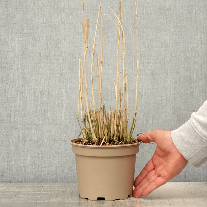 Panicum virgatum Northwind Maceta 2L/3L Ejemplar entregado en la primavera