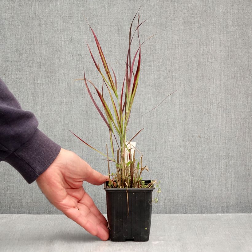 Ejemplar de Panicum virgatum Oxblood Autumn Maceta de 8/9 cm entregado en otoño