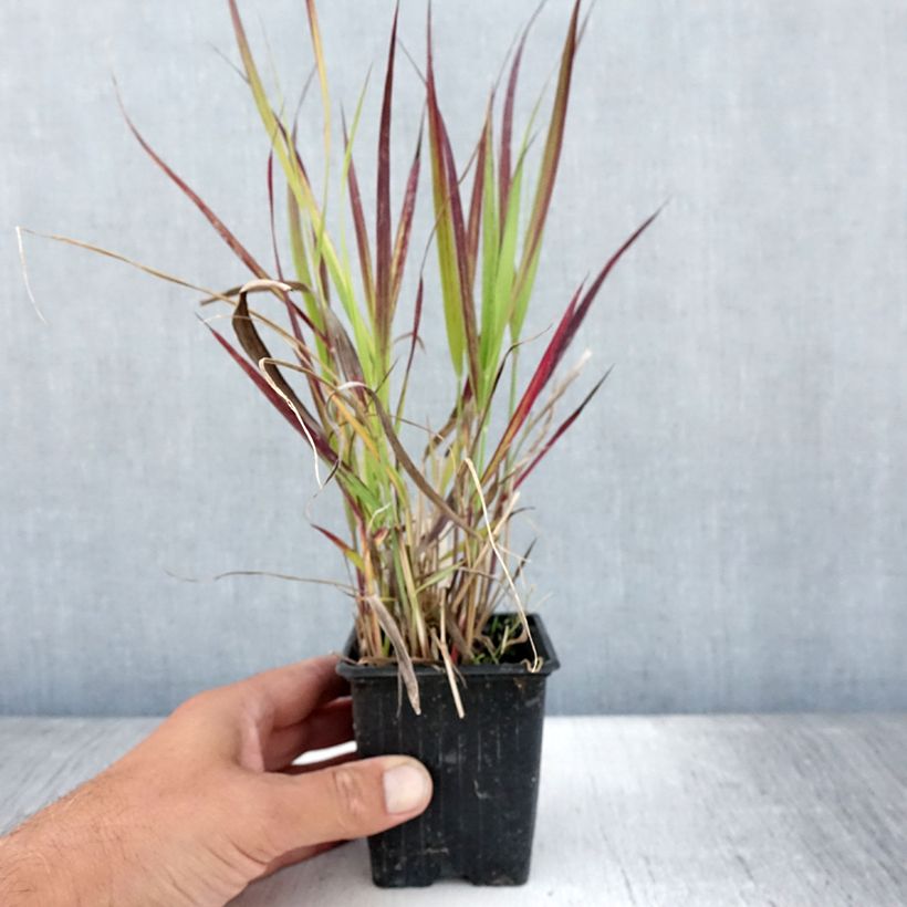 Ejemplar de Panicum virgatum Oxblood Autumn Maceta de 8/9 cm entregado en verano
