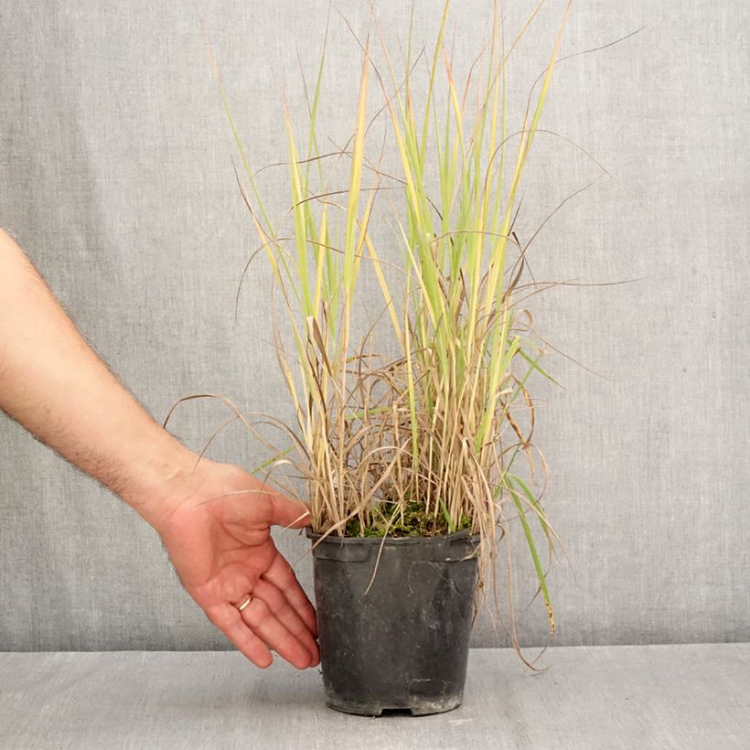 Ejemplar de Panicum virgatum Prairie Sky Maceta 2L/3L entregado en otoño